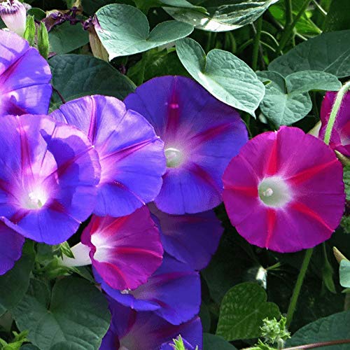 Morning Glory Seed Mix Ipomoea Seeds For Planting 30+ Flower Seeds Non-Gmo #TOP7