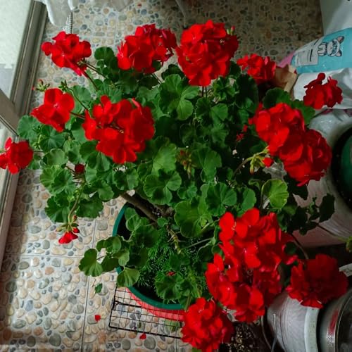 semi di geranio pelargonium appesi, aiuola, esotiche resistenti primaverile, all'esterno di perenni resistenti di antiche varietà, 50pcs