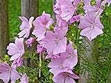 Pink Musk Mallow 115 Seeds, Masses of Pretty Pink Flowers, EZ to Grow