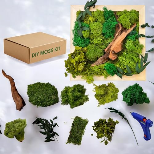 Evergreen Oasis DIY Moss Wall Art Kit, 10" x 10", Unique Gift for...