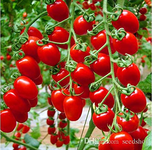 See full amazon price history chart for Creative Farmer Vegetable Seeds Grape-Sized Tomatoes Seeds - Cherry Tomato ?Seeds Seeds For Summer Home Garden Seeds Creative Farmer Vegetable Seeds Grape-Sized Tomatoes Seeds - Cherry Tomato ?Seeds Seeds For Summer Home Garden Seeds (B07N46SS3S) Amazon Price History, Amazon Price Tracker