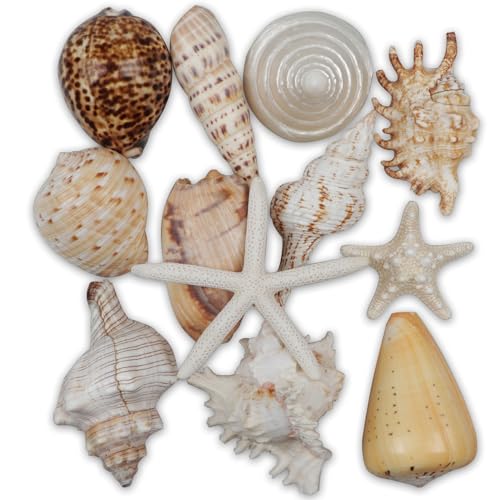 Fangoo 12 Piezas Grandes Conchas Marinas Mixtas Estrella de mar oceánica, Conchas de mar Naturales...