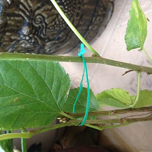 SpiderJuice 30M Multipurpose Twist Tie Roll for Hassle Free Gardening Tying Climbers Plants Organizing Cables Wires with Built in Cutter (Single Roll)