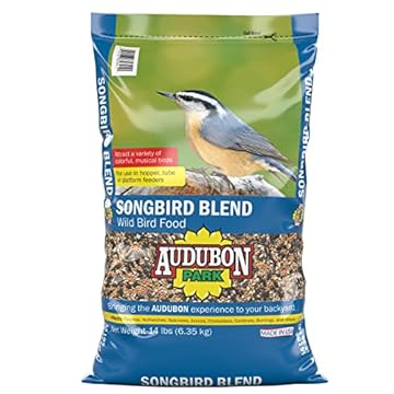 best bird feeders for varied buntings that attract every visitor 1 best bird feeders for varied buntings
