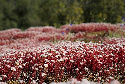 Sedum 50 Samen' Dragon's Blood- Rot'Kaukasische Bodendecker-Fetthenne Samen