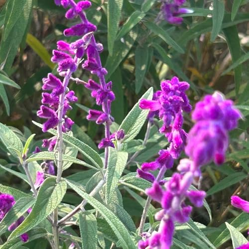 comprar semillas de salvia, exterior resistentes en resistentes cobertura del suelo mariposas Decoración jardín para exteriores raras variedades 300pcs