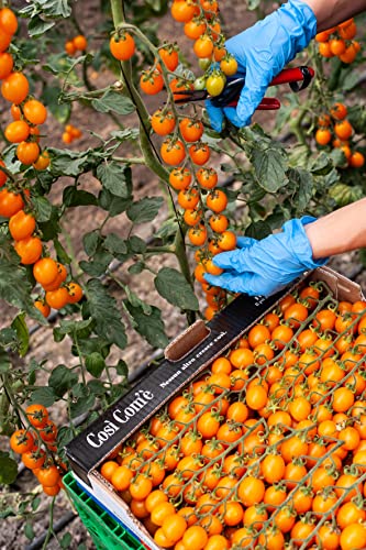 Yellow Cherry Tomatoes In Puree, Pomodorini, Daterini 28.22 Oz (800G), 100% Italian, Cosi Come #TOP5