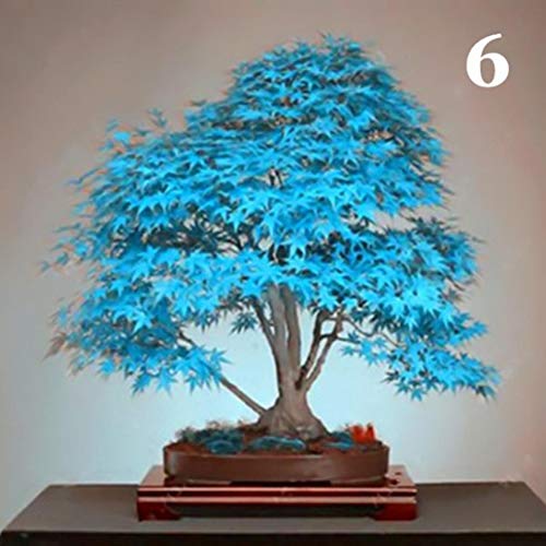 lamta1k Maple Tree Seeds,100Pcs Maple Tree Seeds Plant Home Garden Bonsai Office Yard Landscaping Decor - 6# Maple Tree Seeds