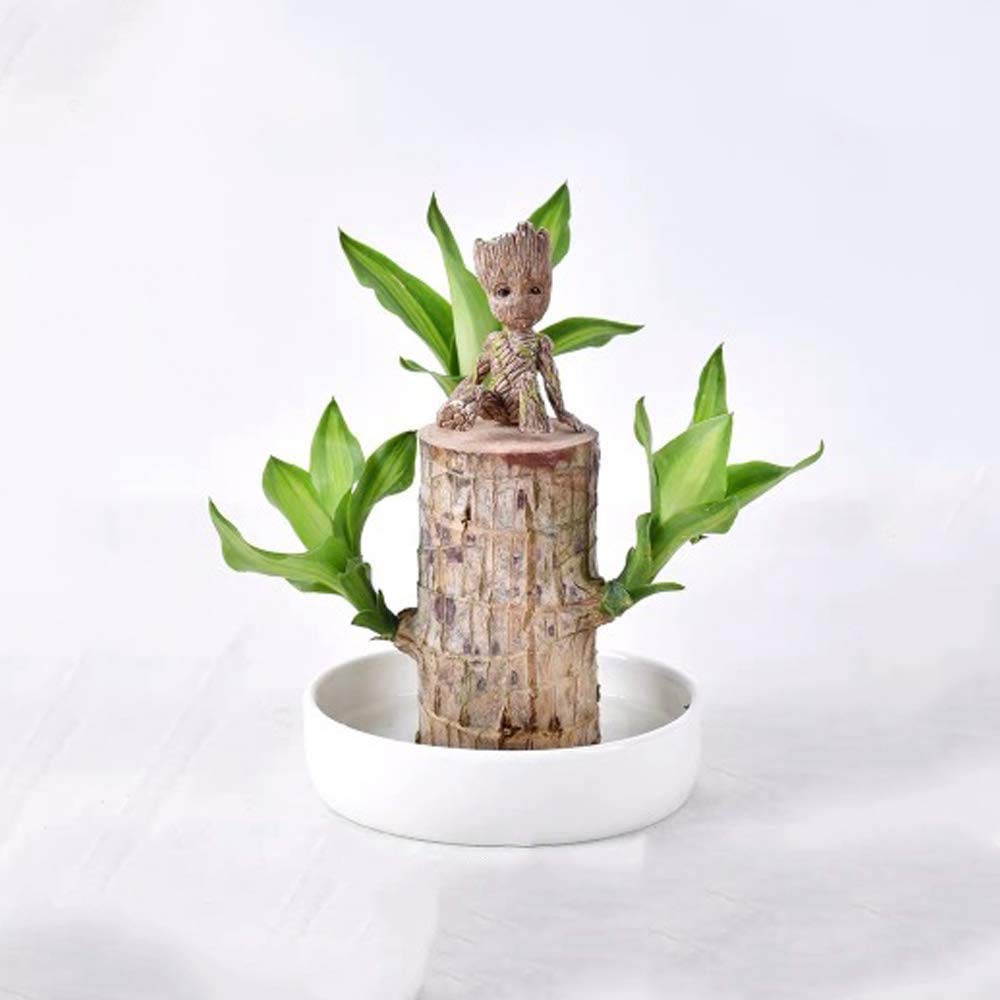 Brazilian Wood Potted Plants Clean Air Lucky Wood Groot Plant Pot Hydroponic Plants Hydroponic Tree Stump Desktop Plants 7-8cm in diameter (log) (Diameter 6-7 cm Brazilian wood + Groot, Without basin)