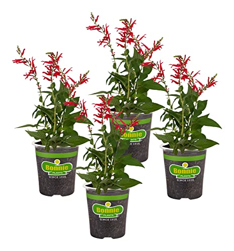 Bonnie Plants Pineapple Sage - 4 Pack Live Plants, Perennial In Zones 8 - 10, 3 - 4 Ft Tall Plants,...