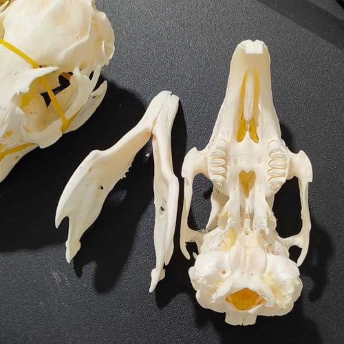 Modelo de huesos de animales: cráneo de conejo didáctico 6