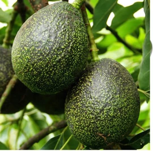 Generic 9EzTropical - GEM Avocado - Grafted Tree - 1 Feet Tall - Ship in Plastic Bag, Green