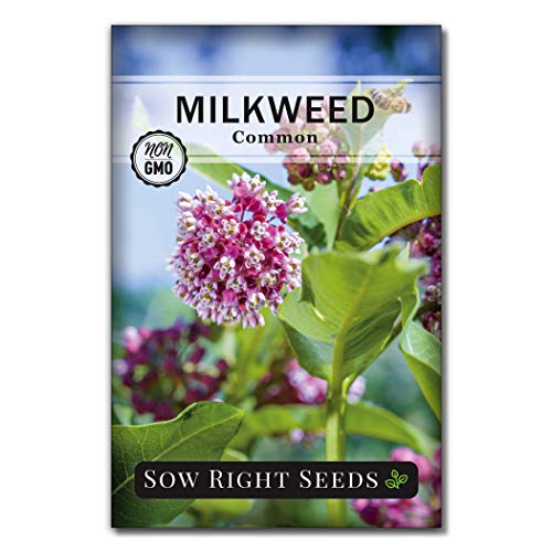 Sow Right Seeds - Common Milkweed Seeds for Planting - Attract Monarch Butterflies to Your Garden - Non-GMO Heirloom Seed Packet with Full Instructions to Plant - Perennial Plant for Pollinators (1)