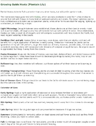 Miniatura 4 de 10 Hosta mixtas, raíces desnudas perennes, esta es una mezcla verdadera, no sabemos exactamente qué se enviará en cada pedido