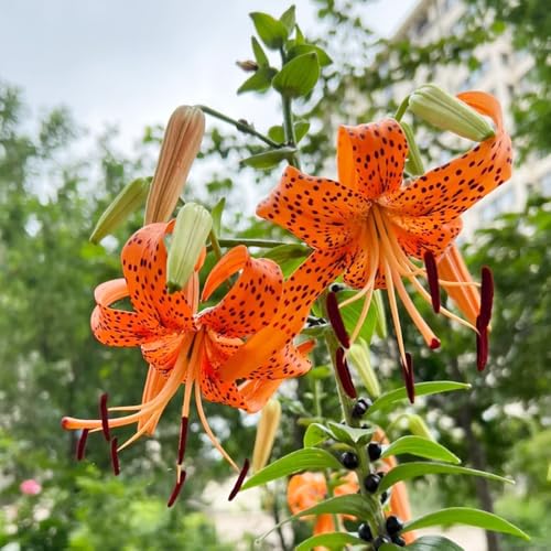 bulbos de lirio perennes resistentes - raras interior jardín 3pcs