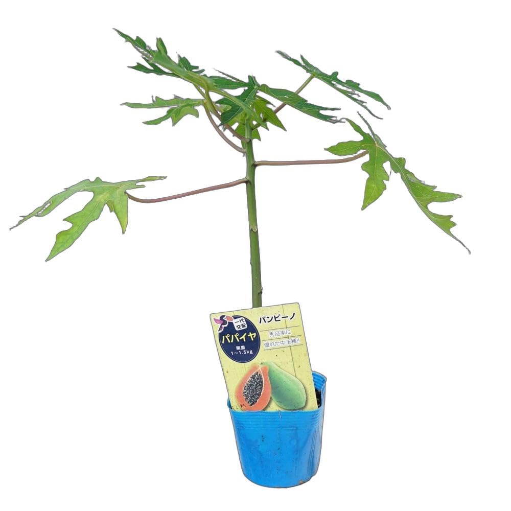 沖縄県産パパイヤ苗 楽天市場】【トロピカルリッチ】 パパイヤ苗 3.5ポット苗 沖縄県