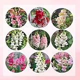250 piezas Semillas de boca de dragón perennes, plantas de jardín resistentes, semillas orgánicas (Antirrhinum majus) plantas de balcón, regalos semillas de flores de jardín perennes, plantas en