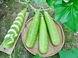 Asian Vegetable Seeds – Premium Heirloom Non-GMO Seeds (Green Winter Melon)