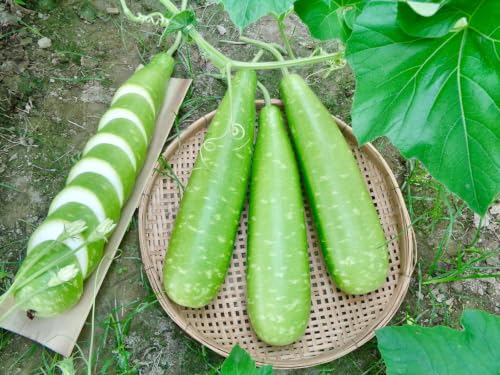 Asian Vegetable Seeds – Premium Heirloom Non-GMO Seeds (Green Winter Melon)