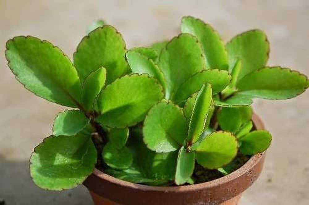 See full amazon price history chart for Lakshita Live Patharchatta Plant with Black Pot | Panfuti | Bryophyllum Pinnatum | Kidney Stone Plant | Miracle Leaf Plant | Air Purify Plant | kalanchoe Patharkuchi Plant Lakshita Live Patharchatta Plant with Black Pot | Panfuti | Bryophyllum Pinnatum | Kidney Stone Plant | Miracle Leaf Plant | Air Purify Plant | kalanchoe Patharkuchi Plant (B0B1VDXZ16) Amazon Price History, Amazon Price Tracker
