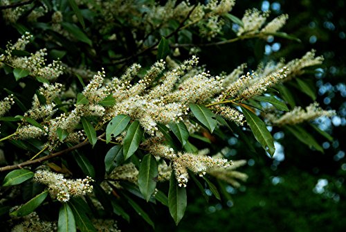 Breitwchsiger Kirschlorbeer Prunus laurocerasus Otto Luyken Containerware  30-40 cm : Amazon.de: Garten