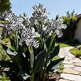 Canna Rhizome/Canna Gartenbepflanzung&Elegante Rhizome-Blühende Rhizome-Winterhart Rhizome-Landschaftsgestaltung-1Rhizome-G