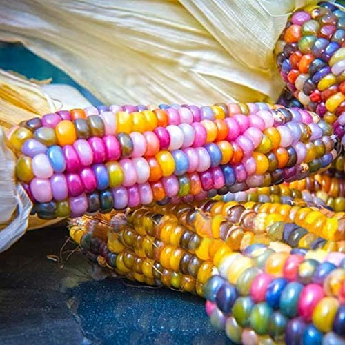 LEANO Rare Glass Gem Corn Seeds Cherokee Indian Corn Heirloom Premium Seeds Non-GMO