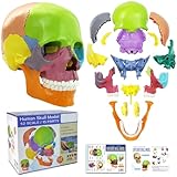 New Anatomy Skull Model 15 Parts Human Anatomy Exploded Skull Detachable Palm-Sized Mini Human Color Medical Skull Model,Medical Dental Clinic Teaching Equipment,Learning with Color Study Manual