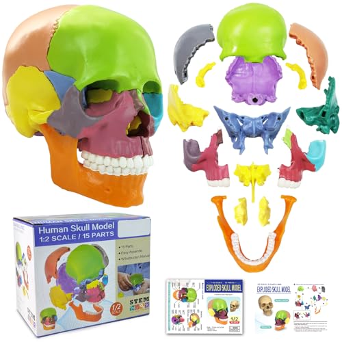 New Anatomy Skull Model 15 Parts Human Anatomy Exploded Skull Detachable Palm-Sized Mini Human Color Medical Skull Model,Medical Dental Clinic Teaching Equipment,Learning with Color Study Manual