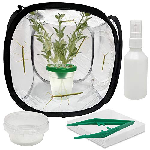 Kit de inicio de insectos indios (entregado con cupón para insectos vivos)