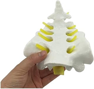 Life Size Spine Model - Medical Anatomical Spine Model - Human Skeleton Model Cervical Vertebra Vascular Thoracic Nerve Lumbar Disc Anatomy - for Medical Educational Training