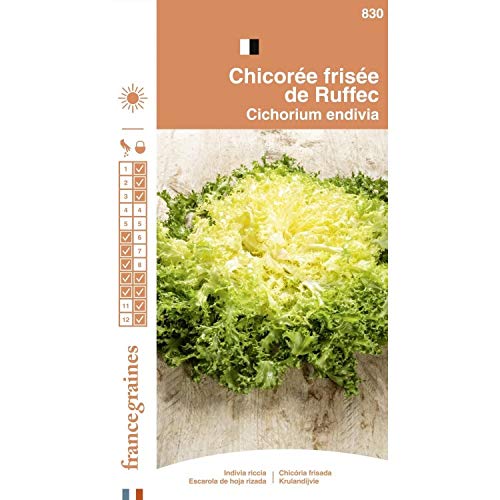 France Graines - Chicorée Frisée de Ruffec