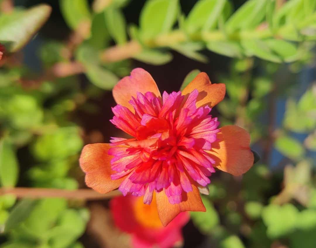 Table Rose Cuttings Potulaca, Cintrella, Moss Rose 20 Cuttings (B0C783MRM3) Amazon Price History, Amazon Price Tracker