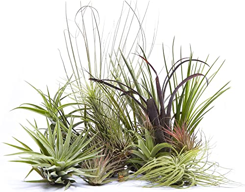 DECOALIVE Mix Plantas del Aire | Pack de 5 Unidades Variadas | Tillandsias o Claveles del Aire de Varias Especies