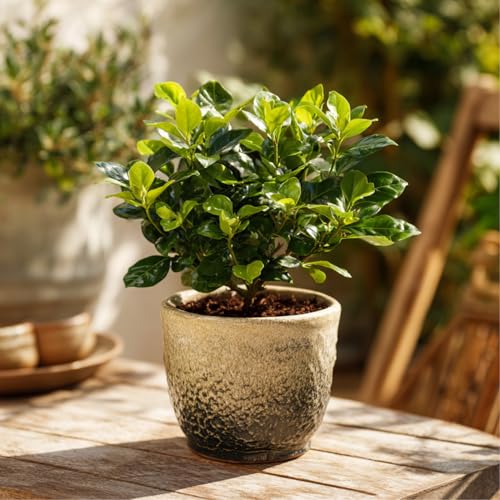 Jasminpflanze Gardenia jasminoides – Pflegeleichte Zimmerpflanze mit Duft