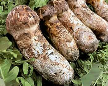 Amazon.co.jp: 国産松茸 100g つぼみ・開きミックス 岩手久慈産