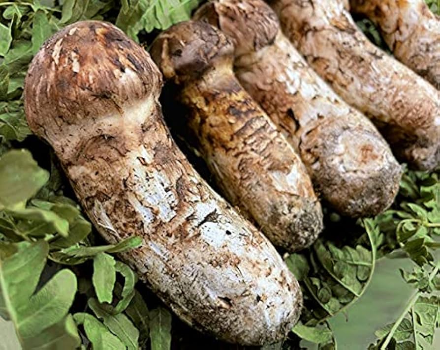 Amazon.co.jp: 国産松茸 100g つぼみ・開きミックス 岩手久慈産