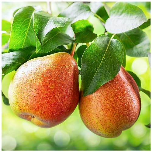 Clapp's Favourite Pear Tree 3-4ft in 4L Pot, Juicy Dessert Pear 3fatpigs®