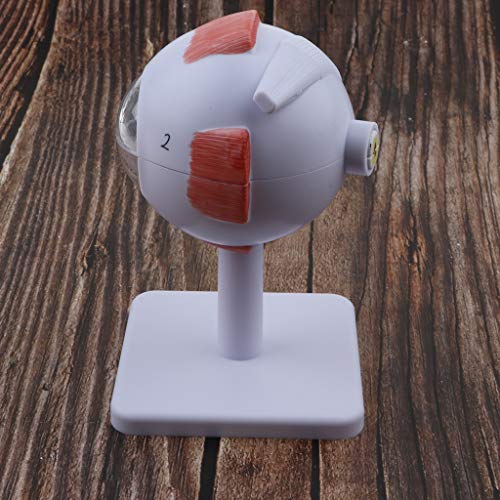 Kit de modelo anatômico de bola para olhos humanos menolana / Suprimentos de ampliação 3X