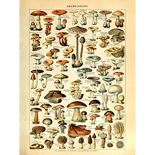 Meishe Art Print Mushrooms Poster Champignons Vintage Identification Reference Chart Diagram Illustration Botanical Educational Wall Decor