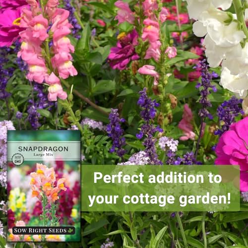 Sow Right Seeds - Large Mixed Snapdragon Flower Seeds for Planting - Non-GMO Heirloom Packet with Instructions to Grow - Fragrant Annual Flower Spikes in a Mix of Colors - Long-Lasting Blooms - Image 5