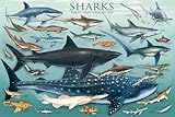 AllPosters Wall Poster Sharks, 36x24