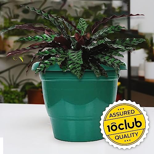 Kraft Seeds by 10CLUB Plastic Flower Pots - 4 Pcs (12 Inch, Multicolor) | Flower Pots for Home Balcony and Terrace Gardens | Durable Planting Pots for Home Plants | UV Treated Planters