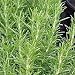 Rosemary, Herb Seed, Heirloom, Organic, 20+ Seeds, Healthy and Tasty HerbThe germination rate for Rosemary can be low, perhaps 30 to 50% so, plant a few more seeds than you would normally do..