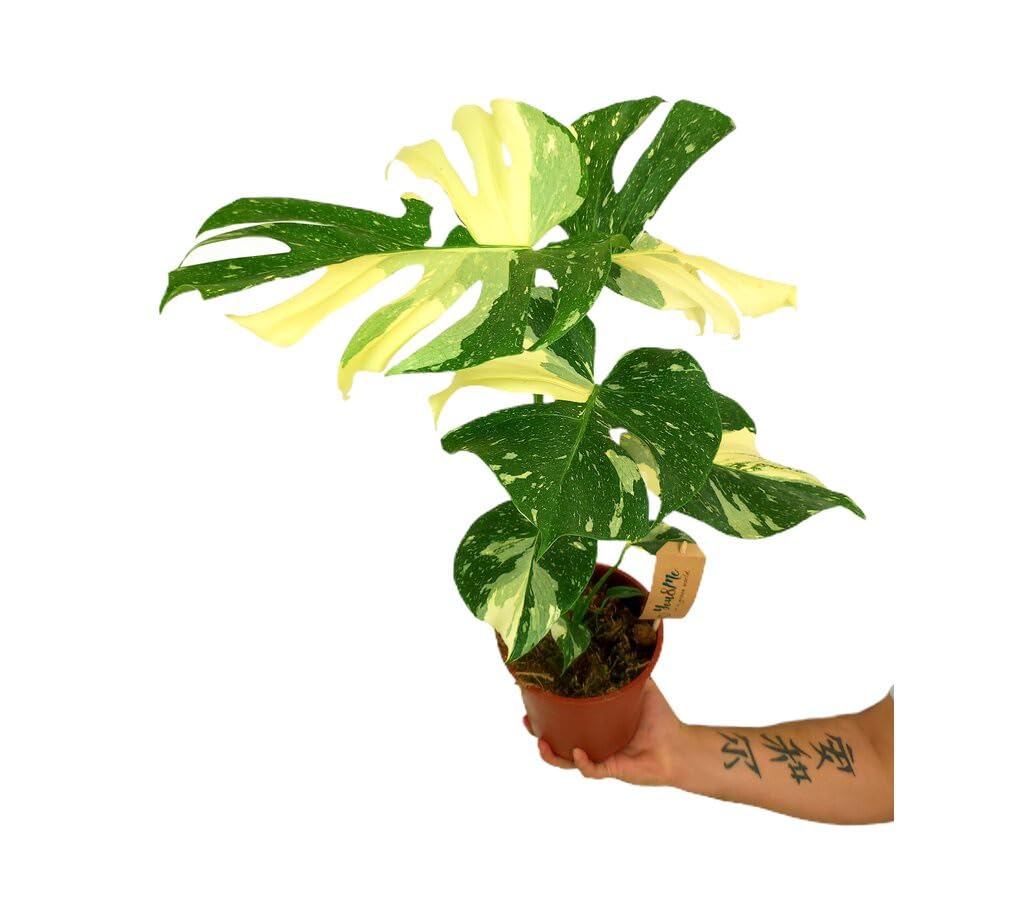 PLANTA NATURAL | MONSTERA THAI CONSTELATION M17 50CM | EXCLUSIVA DE COLECCIÓN | DECORACIÓN INTERIOR HOGAR