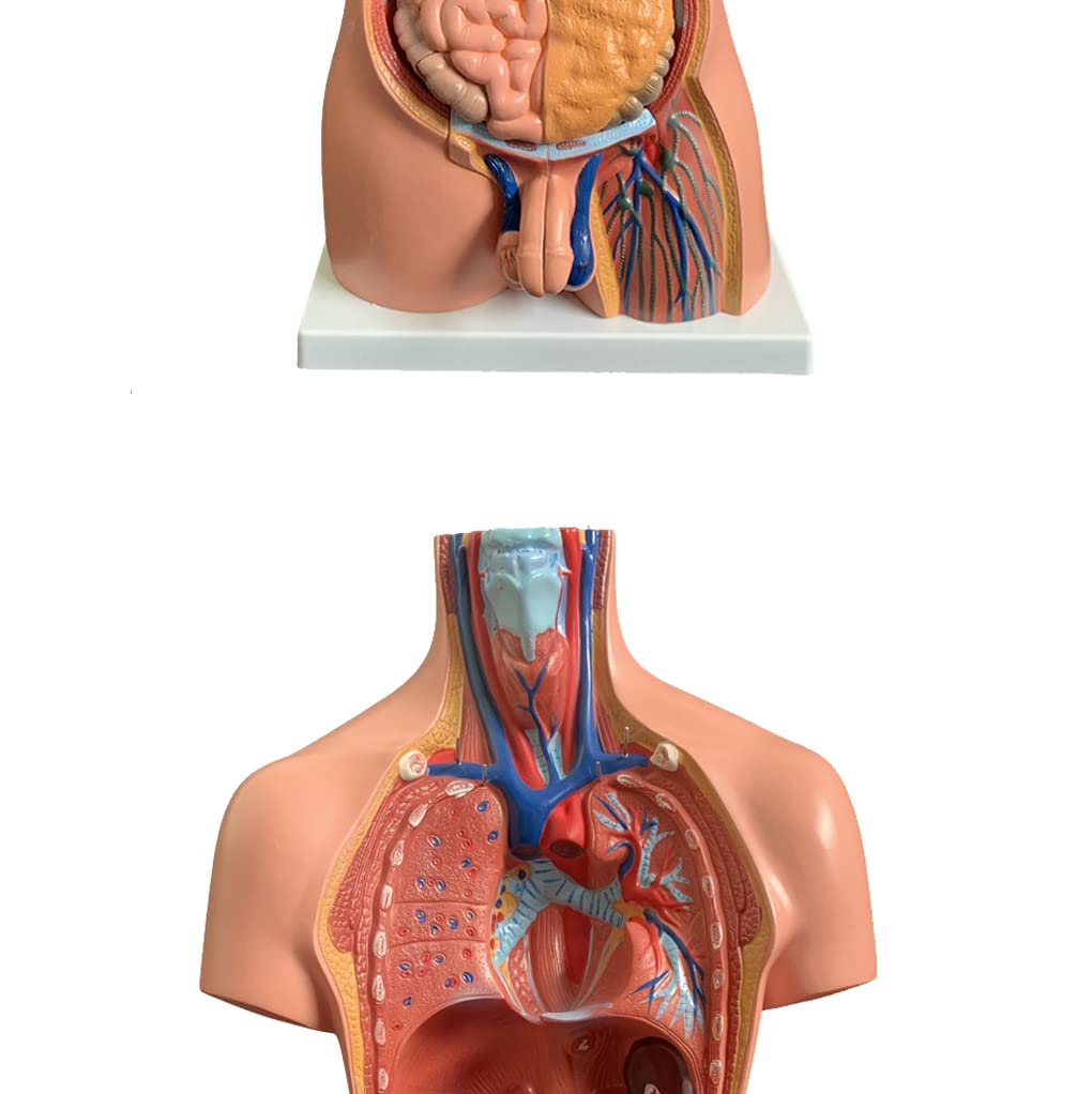 Amazon.co.jp: 人体胴体模型85センチ胴体解剖模型23点取り外し可能人体