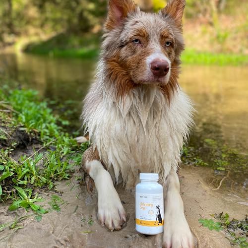 Lab-V Urinary Dog – Ergänzungsfuttermittel für Hunde zur Unterstützung der Harnwege – 90 Kapseln – mit Cranberry & D-Mannose – ohne künstliche Zusatzstoffe