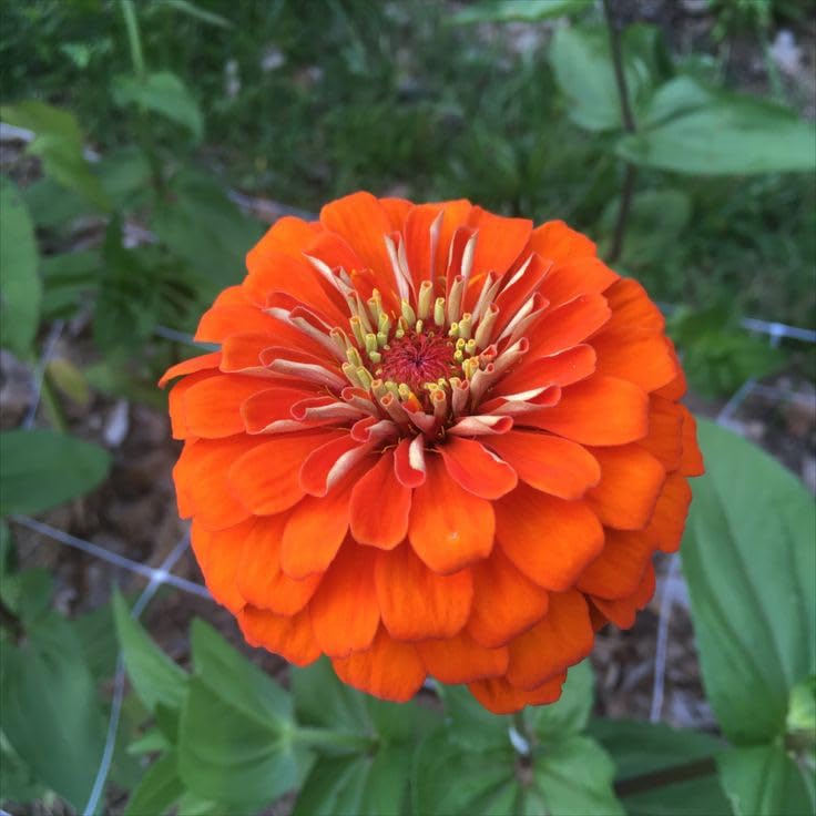 SVG® Zinnia double flower seeds | Summer Flower Bulbs for planting home gardening pack of 100 seeds (Dark orange) (B0CYTF4246) Amazon Price History, Amazon Price Tracker