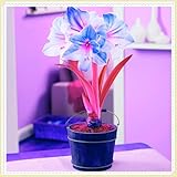 Winterhart zwiebeln, Winterhartes Amaryllis Birne MehrjäHrig...