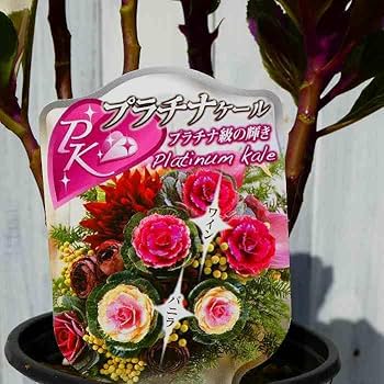 フラワーナイトガール 牡丹 純金カード 木箱入り フラワーナイトガール 牡丹 純金カード 木箱入り フラワーナイト